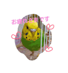 インコ日和（個別スタンプ：6）