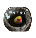 インコ日和（個別スタンプ：7）