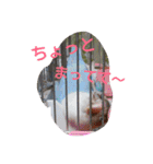 インコ日和（個別スタンプ：8）