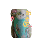 インコ日和（個別スタンプ：9）