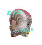 インコ日和（個別スタンプ：10）