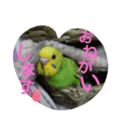 インコ日和（個別スタンプ：11）