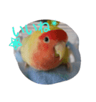 インコ日和（個別スタンプ：12）