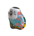 インコ日和（個別スタンプ：13）
