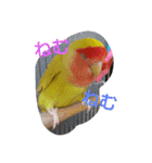インコ日和（個別スタンプ：14）