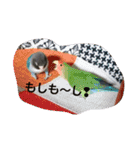 インコ日和（個別スタンプ：15）