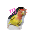 インコ日和（個別スタンプ：16）
