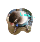 インコ日和（個別スタンプ：18）