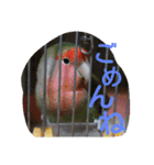 インコ日和（個別スタンプ：19）