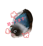 インコ日和（個別スタンプ：21）
