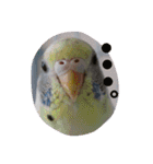 インコ日和（個別スタンプ：22）