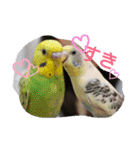 インコ日和（個別スタンプ：24）