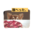 チワワと会話（個別スタンプ：1）