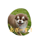 チワワと会話（個別スタンプ：4）