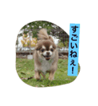 チワワと会話（個別スタンプ：6）