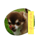 チワワと会話（個別スタンプ：7）
