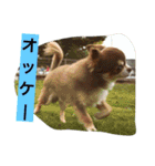 チワワと会話（個別スタンプ：9）