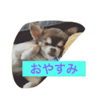 チワワと会話（個別スタンプ：10）