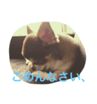 チワワと会話（個別スタンプ：11）