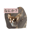 チワワと会話（個別スタンプ：12）