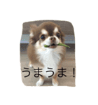 チワワと会話（個別スタンプ：14）