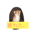 チワワと会話（個別スタンプ：15）