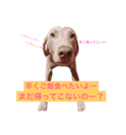 平山家の動物（個別スタンプ：1）