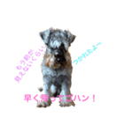 平山家の動物（個別スタンプ：5）