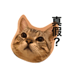 Crazycats（個別スタンプ：1）