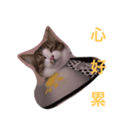 Crazycats（個別スタンプ：2）