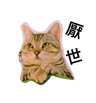 Crazycats（個別スタンプ：3）