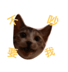 Crazycats（個別スタンプ：4）