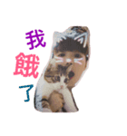 Crazycats（個別スタンプ：5）