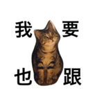 Crazycats（個別スタンプ：6）