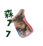 Crazycats（個別スタンプ：7）