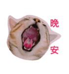Crazycats（個別スタンプ：8）