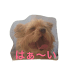 Talky Yorkie（個別スタンプ：1）