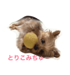 Talky Yorkie（個別スタンプ：2）