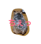 Talky Yorkie（個別スタンプ：3）