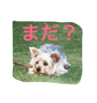 Talky Yorkie（個別スタンプ：4）