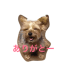 Talky Yorkie（個別スタンプ：5）
