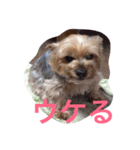 Talky Yorkie（個別スタンプ：6）