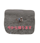 Talky Yorkie（個別スタンプ：7）