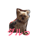 Talky Yorkie（個別スタンプ：8）
