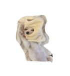 マカピノ（個別スタンプ：1）