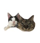 Cat and ferret（個別スタンプ：1）