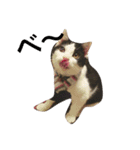 Cat and ferret（個別スタンプ：6）