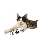 Cat and ferret（個別スタンプ：8）