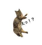 Cat and ferret（個別スタンプ：9）