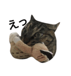 Cat and ferret（個別スタンプ：11）